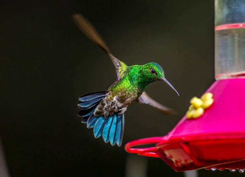 Los colibríes son atraídos por los azúcares de las flores. FOTO Juan Antonio Sánchez Ocampo 