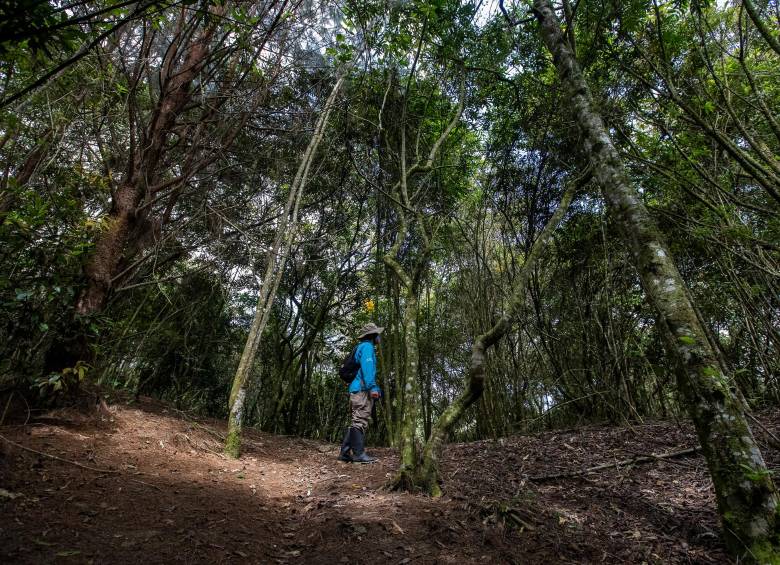 En Antioquia, entidades como Corantioquia, Cornare y Corpourabá promueven actividades de sembratón y reciclatón desde hoy y hasta el próximo 29 de abril. FOTO Manuel Saldarriaga