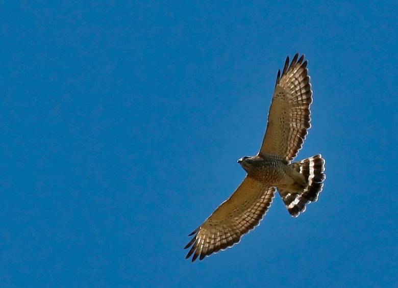 Las cuaresmeras viajan desde Norteamérica cuando llega la temporada fría y pasan casi medio año recorriendo el continente. FOTO: NATURALISTA 