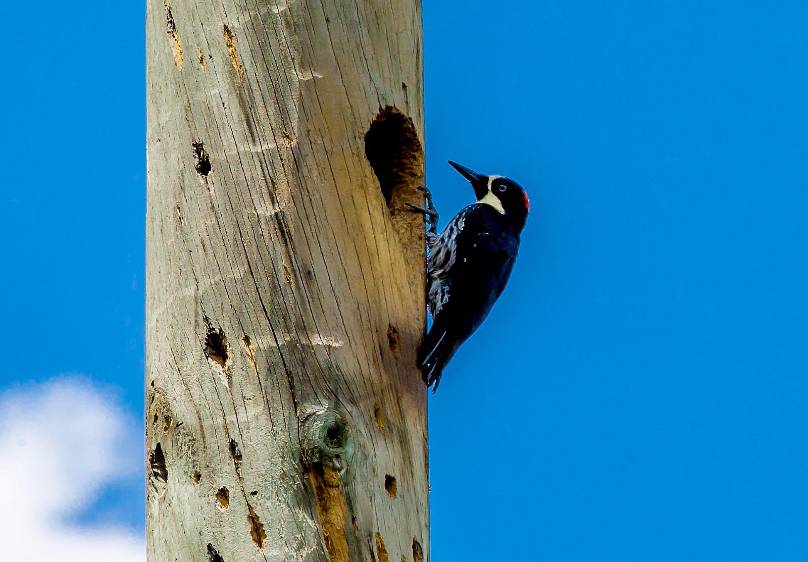 La riqueza natural del Oriente también se refleja en la biodiversidad que habita sus bosques y ecosistemas. FOTO: Juan Antonio Sánchez