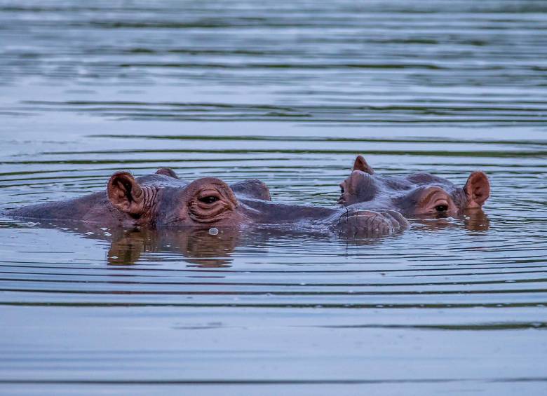 Se estima que en el Magdalena Medio hay por lo menos 130 hipopótamos. FOTO JUAN ANTONIO SÁNCHEZ