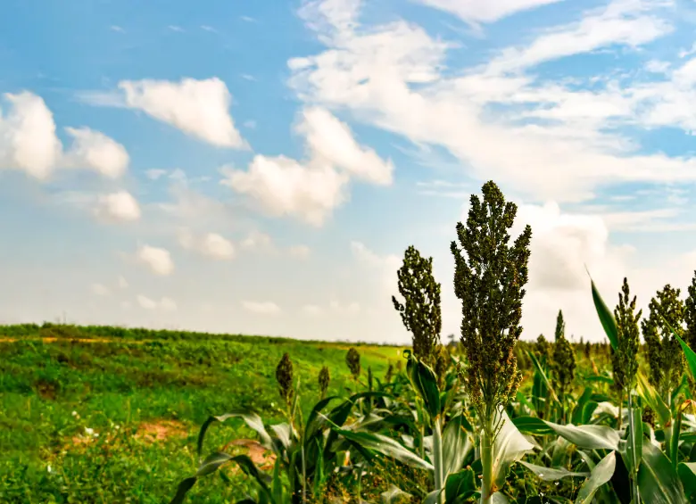 Sembrar propósito, cosechar futuro: el impacto positivo de Grupo Bios 