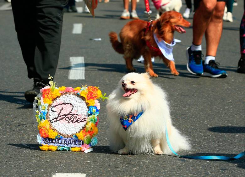 Desde tempranas horas, el entusiasmo era palpable. Propietarios de perros de todas las razas y tamaños, gatos en cochecitos adaptados y hasta algunos animales exóticos, se congregaron para iniciar el trayecto. Foto: Camilo Suárez Echeverry