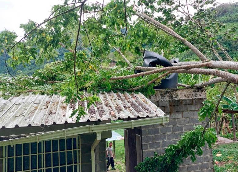 Arboles caídos también afectan los techos de algunas escuelas. FOTO: Cortesía