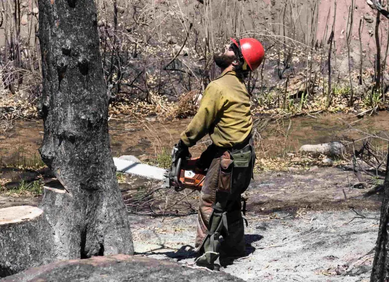 Un bombero mirando hacia arriba mientras tala un árbol. FOTO: Getty