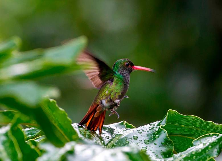 Varios colibríes se ven constantemente en la ciudad. Esta imagen fue tomada en el parque La Presidenta. FOTO Juan Antonio. 
