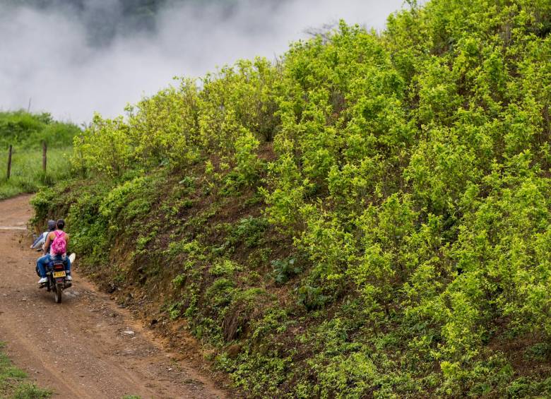 El 62% de los cultivos ilegales se encuentran en Nariño, Norte de Santander y Putumayo. FOTO: El Colombiano