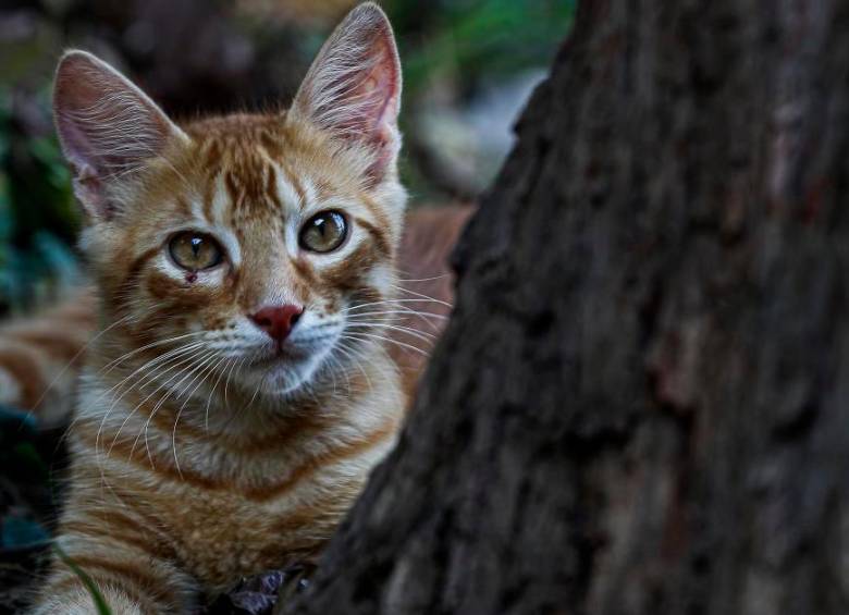 Los propietarios pueden ser sancionados si sus mascotas generan daños o afectan la convivencia en propiedad horizontal. FOTO: MANUEL SALDARRIAGA