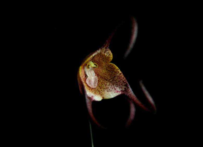 Dracula inaequalis. FOTO cortesía Luis Baquero y UICN