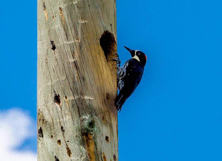 La riqueza natural del Oriente también se refleja en la biodiversidad que habita sus bosques y ecosistemas. FOTO: Juan Antonio Sánchez