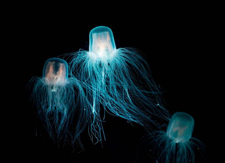 La medusa inmortal tiene la capacidad de evadir la muerte transformándose en pólipo. FOTO: GETTY