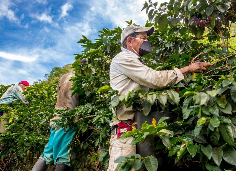 El 64,3 % de las exportaciones no mineras depende del sector agropecuario, el cual vendió a EE.UU. 233,2 millones de dólares, con un crecimiento del 8,6 % frente a 2020. Foto: Juan Antonio Sánchez 