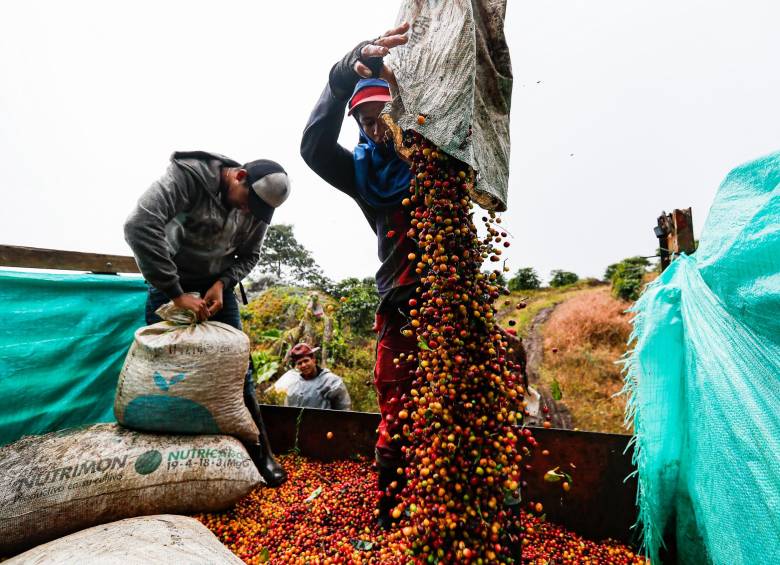 En los últimos 12 meses, la producción de café alcanzó los 12,4 millones de sacos, 10% menos versus lo cosechado un año atrás. Foto: Manuel Saldarriaga 