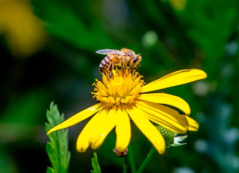 Miel, talleres y arte: así será el IV Festival de las Abejas en Medellín este sábado
