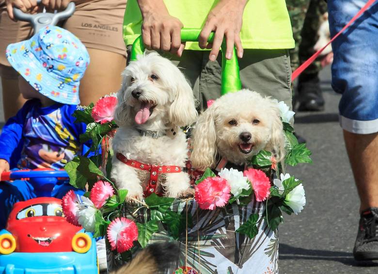 Comienza la Feria de las Flores 2026, aquí una completa programación