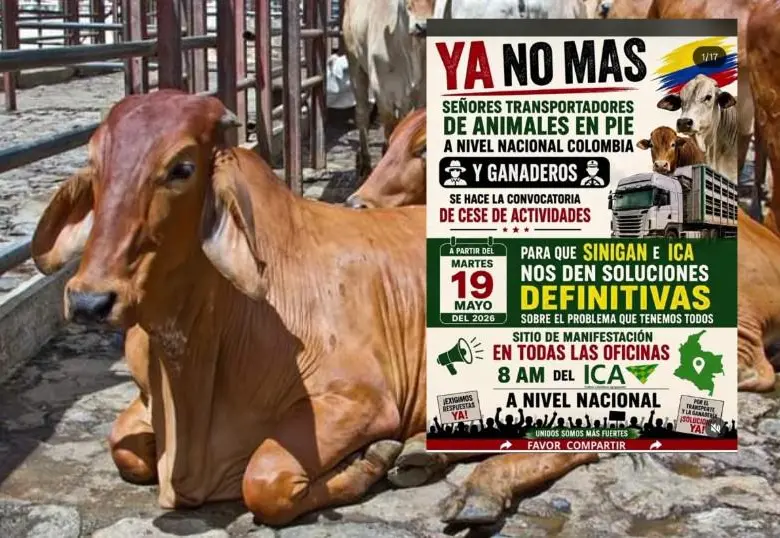 De no recibir una respuesta contundente antes del martes, los camiones transportadores de ganado apagarán sus motores y las oficinas del ICA verán bloqueada su operación ordinaria en un paro que promete sacudir el abastecimiento de carne y la economía del sector agropecuario del país. FOTO: Cortesía.