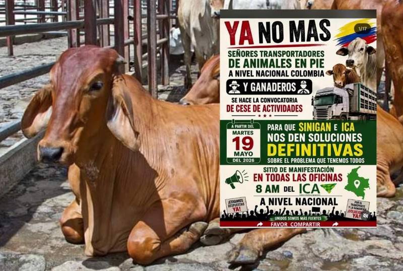 De no recibir una respuesta contundente antes del martes, los camiones transportadores de ganado apagarán sus motores y las oficinas del ICA verán bloqueada su operación ordinaria en un paro que promete sacudir el abastecimiento de carne y la economía del sector agropecuario del país. FOTO: Cortesía.