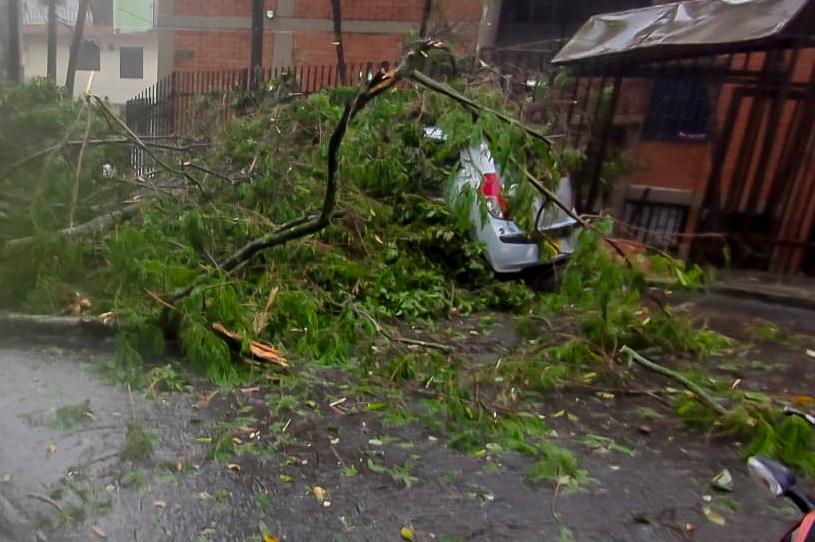 En el barrio Campo Valdés un árbol se cayó sobre dos vehículos. Foto: Julio Herrera