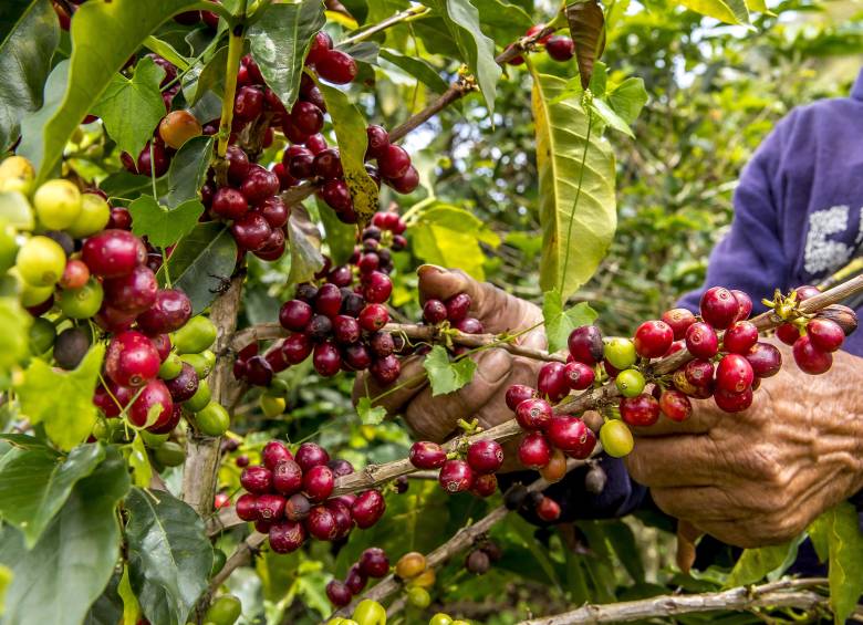 Según Analdex, cerca del 60% del aumento en las exportaciones agroalimentarias del país obedece al buen momento exportador del café. Foto: Juan Antonio Sánchez 