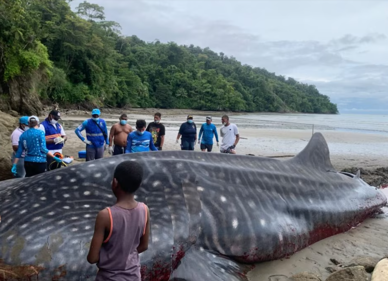 Un ejemplar de tiburón ballena encalló en las playas de Bahía Solano, Chocó. Foto: Codechocó