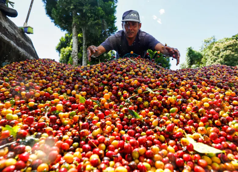 La producción de café en Colombia alcanzó 1,06 millones de sacos en mayo, impulsada por una mayor dinámica de la cosecha. FOTO MANUEL SALDARRIAGA. 