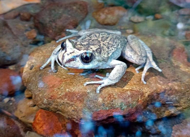 Alsodes vittatus, la enigmática rana sudamericana, fue redescubierta en Chile después de 130 años sin registros, un hallazgo clave para la conservación de especies amenazadas. FOTO: Cortesía Edvin Riveros