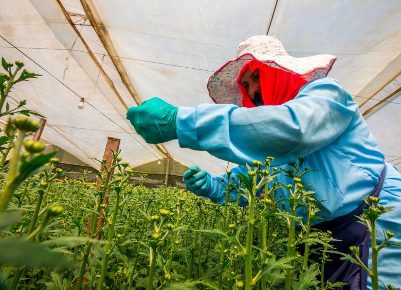 El sector agro deberá pagar sobretasa de 20% en energía. FOTO CAMILO SUÁREZ