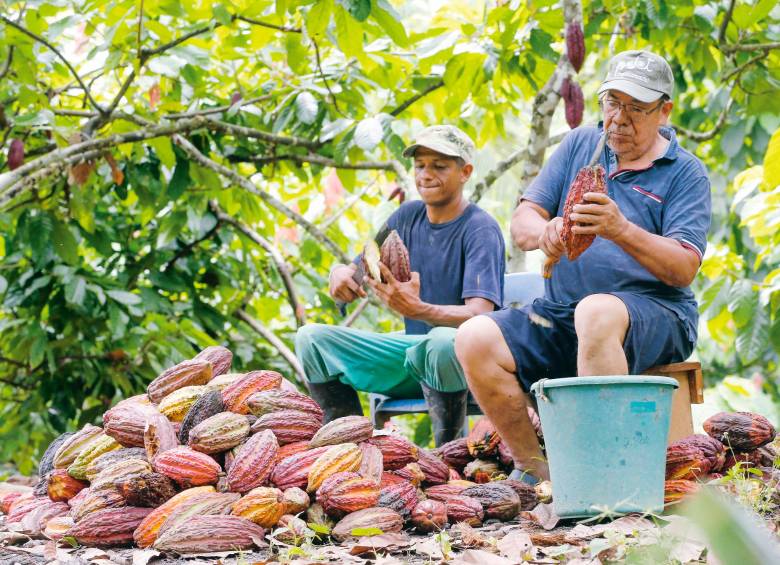 Eduardo Hernández, con el cacao, siente que por fin le llegó un premio luego de tantas luchas en el campo.