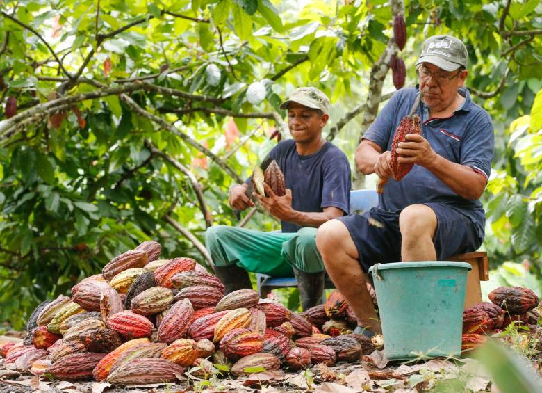 Los principales departamentos productores de cacao son Santander, Antioquia, Arauca, Huila y Tolima. Estos representan el 72% de la producción nacional. FOTOS Esneyder Gutiérrez