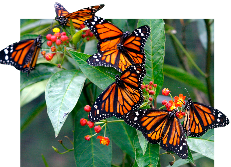 Las mariposas monarca enfrentan una drástica reducción de su población debido a la pérdida de hábitat y el cambio climático, poniendo en riesgo su icónica migración entre Norteamérica y México. FOTO: Jaime Pérez