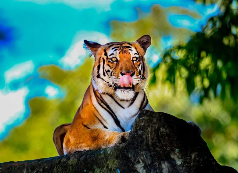 El llamado “Santuario de fauna” o “Sabana Africana”, es hábitat de animales rescatados como tigres de bengala, leones, elefantes y pumas.