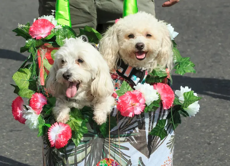 Un equipo de investigadores en Japón ha comprobado que crecer junto a perros durante la adolescencia se asocia con mejores indicadores emocionales y sociales. Foto: Camilo Suárez.