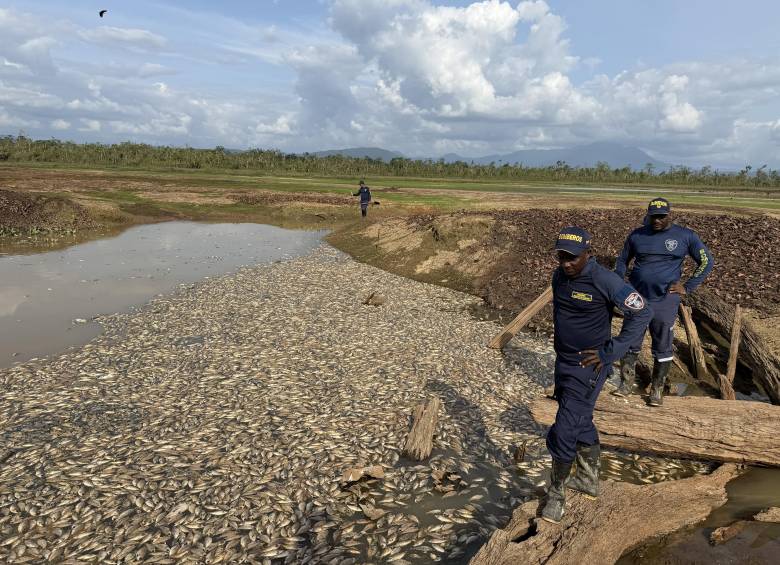 Así se ve hoy parte de la ciénaga Remacho afectada por la mortandad de peces. FOTO: Cortesía