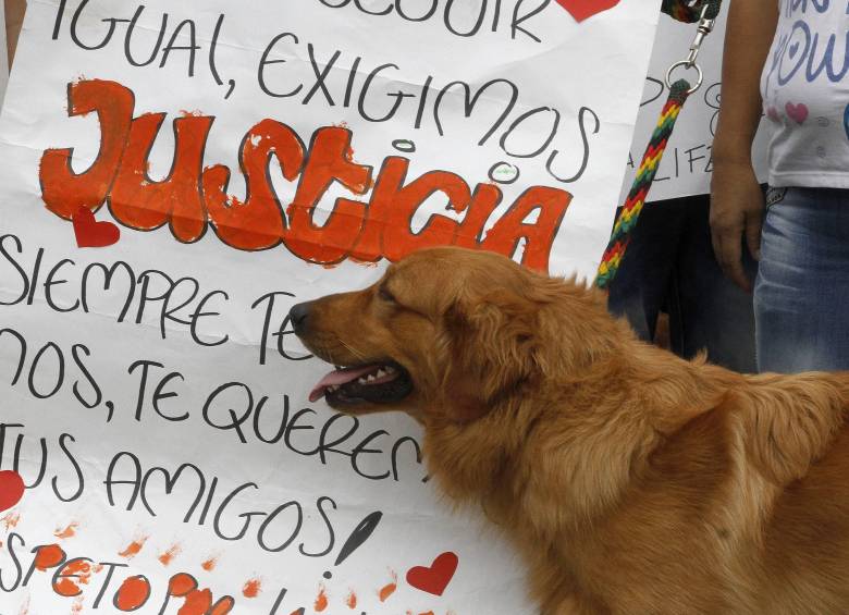 Las autoridades mostraron su preocupación por el incremento de casos de maltrato animal en Medellín y Antioquia durante este 2026. FOTO DE REFERENCIA: DONALDO ZULUAGA