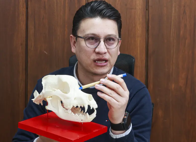 Julio Aguirre conserva el cráneo de Zeus, perro asesinado en Medellín, como parte de los resultados de su práctica. Foto: Manuel Saldarriaga