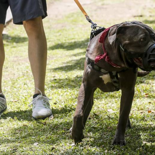 El Proyecto de Ley estipula duras sanciones para los propietarios de perros que agredan a personas u otros animales. FOTO: JAIME PÉREZ EL COLOMBIANO