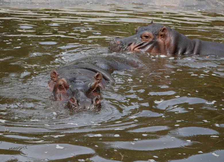 Del grupo de hipopótamos, una parte está localizada en el parque temático Hacienda Nápoles, mientras que el resto se dispersó por el Magdalena Medio. FOTO: DONALDO ZULUAGA