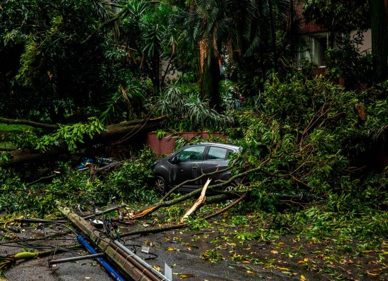 Según el Dagrd en lo que va del 2023 son 107 los incidentes de caídas de árboles, sobretodo en zonas residenciales del occidente, especialmente cuando la ciudad la sacude las fuertes tormentas. Foto Esneyder Gutiérrez
