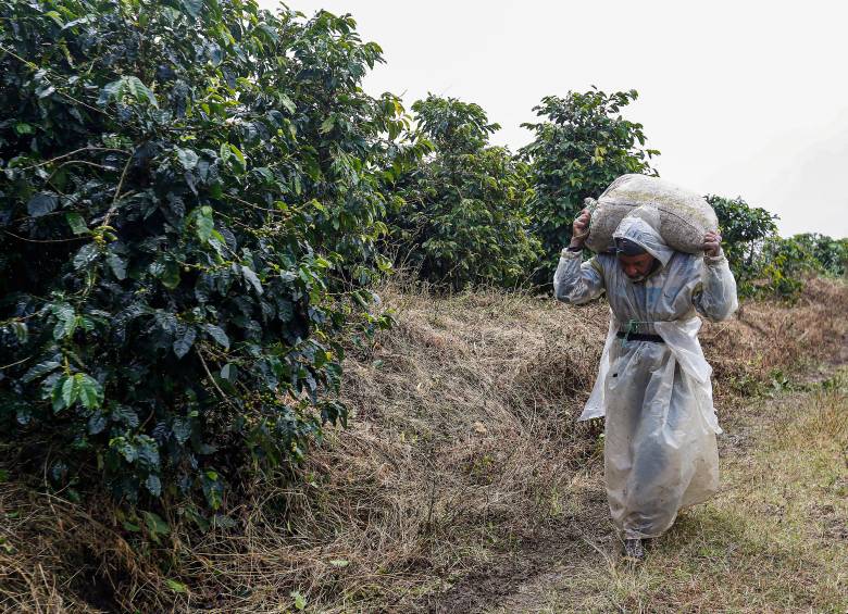 La producción de café de Colombia cayó 12% en agosto de 2026 frente al mismo mes del año anterior, en un escenario marcado por la variabilidad climática. FOTO Manuel Saldarriaga