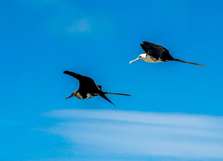 Las temperaturas extremas han reducido entre un 25 % y un 38 % promedio las colonias de aves tropicales. Foto Juan Antonio Sánchez. 
