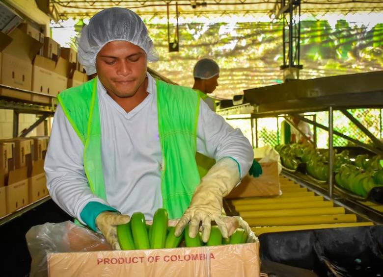 Asbama aseguró que reducir la producción bananera en Magdalena afectaría el empleo formal y el sustento de más de 18.000 familias de la región Caribe. FOTO suministrada por Asbama