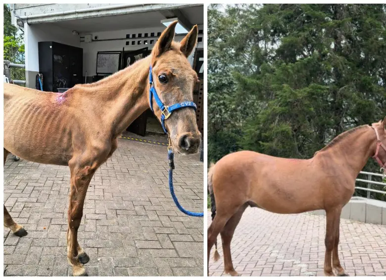 El antes y el ahora de Vencedor, el equino que fue hallado en una de las vías del municipio de Rionegro con graves afectaciones de salud. FOTO Cortesía Alcaldía de Rionegro. 