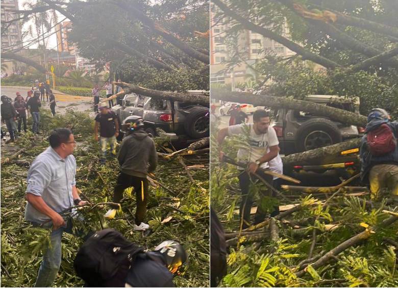Así quedó el vehículo tras la caída del árbol. FOTO: Cortesía