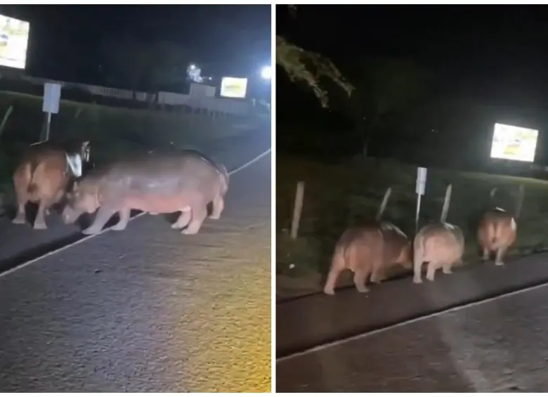 Así, en medio de la vía, fueron vistos 3 hipopótamos en la Medellín - Bogotá. Imagen tomada de redes sociales.