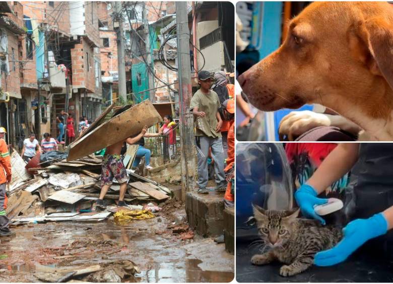 Durante la emergencia ocurrida en el barrio El Sinaí se han atendido 130 animales de compañía. FOTOS: Cortesía Alcaldía de Medellín