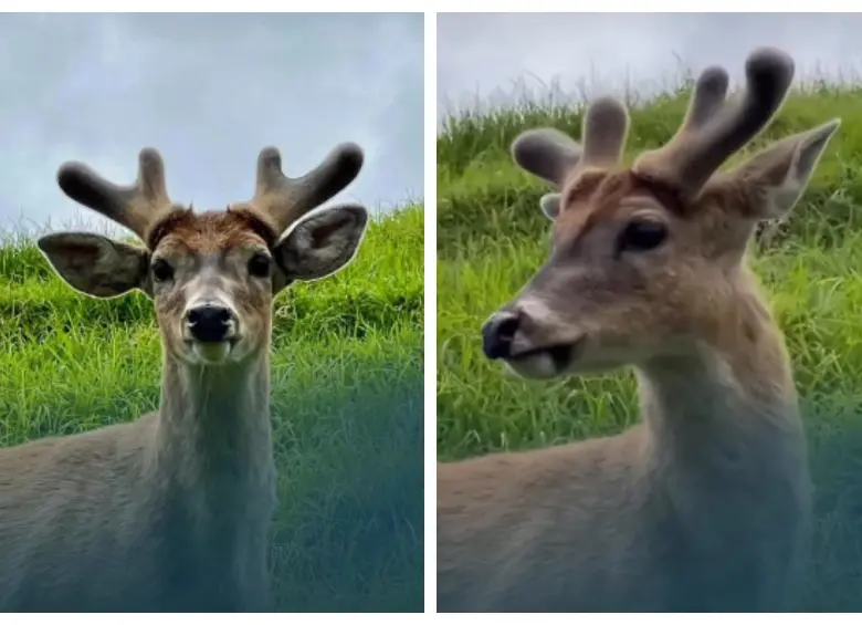 Así, con sus hermosas astas y muy tranquilo, fue visto el venado cola blanca. FOTO: Cortesía Mundo Más Noticias