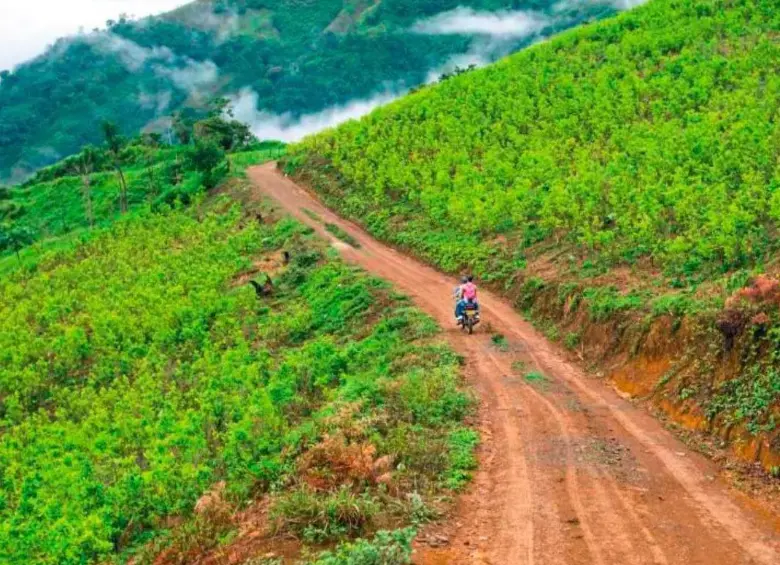 Solo entre 2023 y 2024 se sumaron más de 7.815 hectáreas de cultivos de coca, según datos de ONU citados por la la Defensoría del Pueblo. Foto: El Colombiano