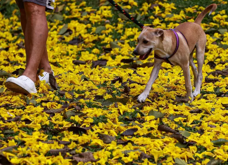 Los animales también disfrutan en medio de las flores caídas de los guayacanes en Medellín. FOTO Manuel Saldarriaga.