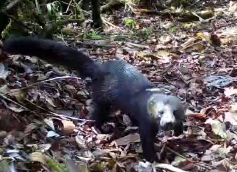 Tiene un cuerpo alargado, pelaje generalmente oscuro, cabeza más clara y una cola larga. Es una especie que se desplaza tanto por el suelo como entre los árboles. Imagen tomada de video en redes sociales. 