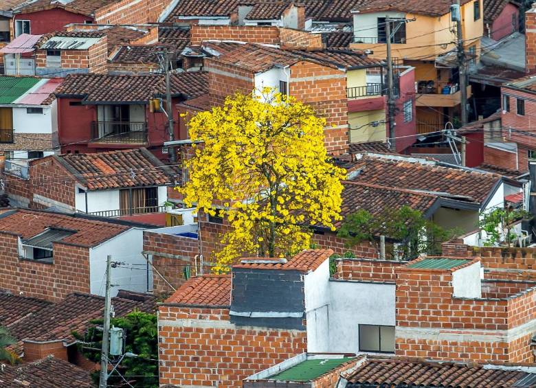 Un guayacán en Itagüí, iluminando las casas y edificaciones a su alrededor. FOTO Juan Antonio Sánchez. 